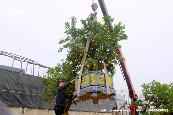 Hình ảnh mọi người đang tất bật nhập cây cảnh tết TP Vinh Nghệ An