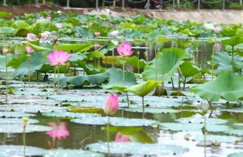 Sen tại Thái Hòa, Lâm viên Bàu Sen