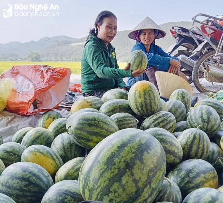 Dưa hấu chín sớm giúp nông dân Nghệ An thu lãi hơn chục triệu đồng mỗi sào